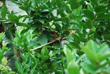 yellow vented bulbul, taming wild birds, 