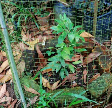 nam nam,katak puru,cynometra cauliflora,rare fruits,heritage fruits