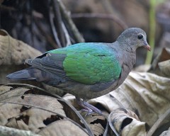 emerald pigeon.jpg