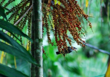 punai tanah, emerald dove, starling, asian glossy starling, tailor bird, bulbul, yellow vented bulbul, bird sanctuary, 