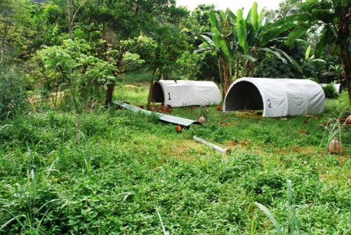 hoop houses,pastured poultry system,free-range chicken,organic chicken,ayam kampung