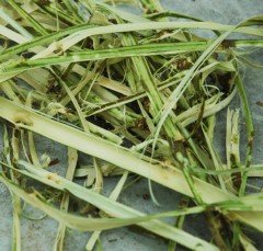 mulberry bark 3 Web.JPG