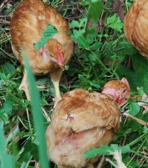 grass eating chickens 1Web.JPG