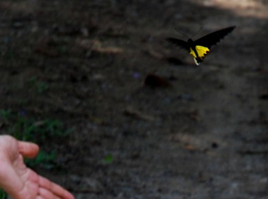 common yellow birdwing butterfly, helena troides, rare butterflies,