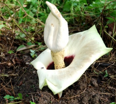 Amorphophallus  prainii, pokok ubi lekir, loki, ubi kekek, calcium oxalate, cytotoxic plants, hepatoprotective plants,