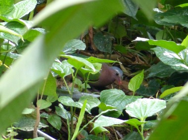 emerald dove, nature farming, permaculture, sounds of tropical forest,