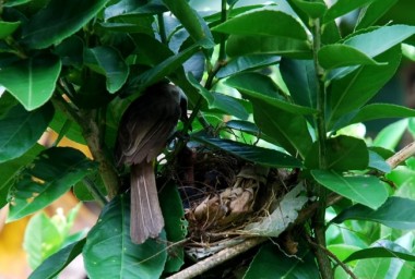 yellow vented bulbul,taming wild birds