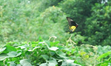 common yellow birdwing butterfly, helena troides, rare butterflies,