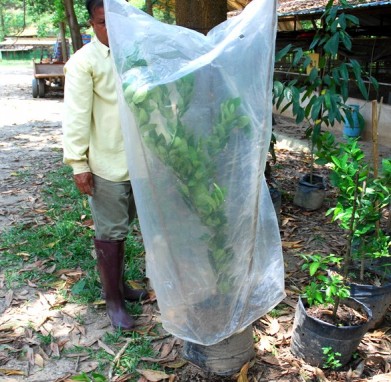 marcotting, air layering, lemon, organic, permaculture,