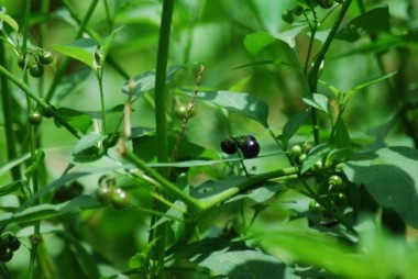 wildcrafted food, solanum nigrum, daun meranti, 