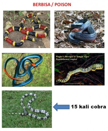 snakes in farming, paradise tree snake, malayan krait, blue krait, 