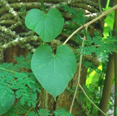 leaves philippines useful plants insect repellant used leaf farm blogspirit