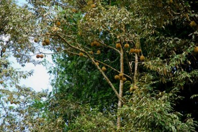 durians, organic durian, sustainable durian farm, organic durian farm,