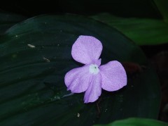 cekur var 2 closeup flower 2 Web.JPG