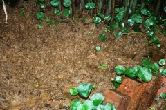 pegaga boar footprints Web.JPG