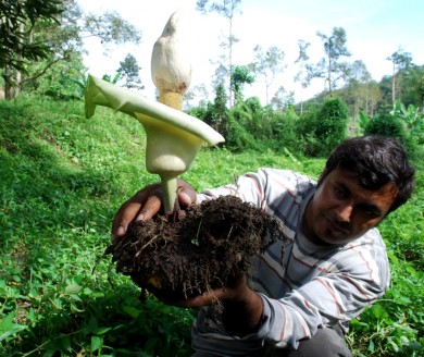 amorphophallus  prainii,pokok ubi lekir,loki,ubi kekek,calcium oxalate,cytotoxic plants,hepatoprotective plants