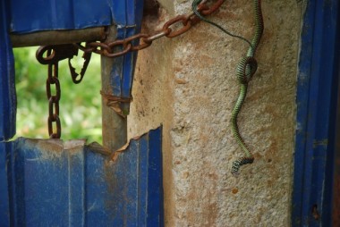 snakes in farming,paradise tree snake,malayan krait,blue krait