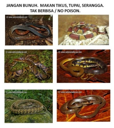 snakes in farming, paradise tree snake, malayan krait, blue krait, 