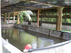 fishpond1.jpg