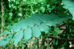 gelenggangleaf.gif