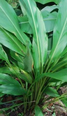 curcuma mangga frontal Web.JPG