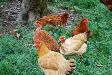 egg laying chickens, free range layers, free range eggs, organic eggs, grass fed eggs, grassfed chickens,