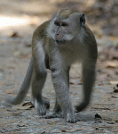 longtailmacaque.gif