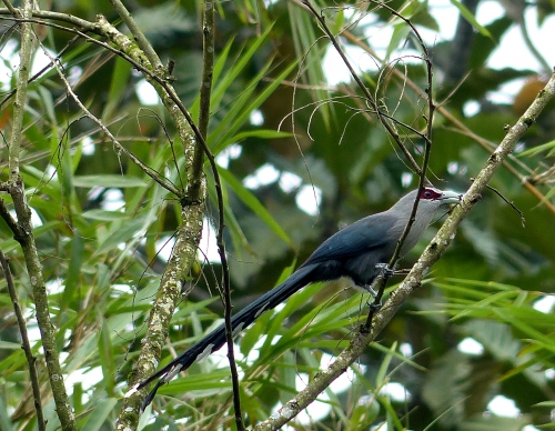 phaenicophaeus tristis,green-billed malkoha,rare birds,malkoha,non-parasitic cuckoo