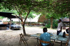 mulbery tree under shade 1 Web.JPG