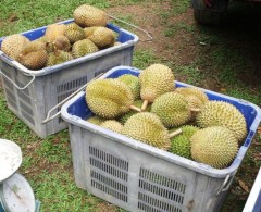 durian1web.JPG