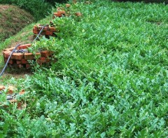 watermelon raised bed Web 2.JPG