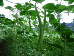 lovely longbeans Web.JPG