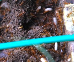 red ants close up.JPG