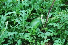 watermelon raised bed healthy leaves n fruits Web.JPG