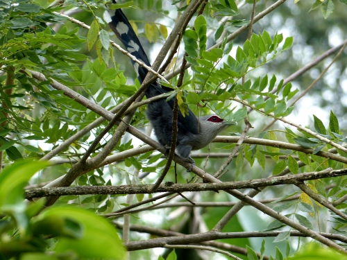 phaenicophaeus tristis,green-billed malkoha,rare birds,malkoha,non-parasitic cuckoo