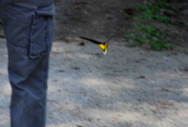 common yellow birdwing butterfly,troides helena,rare butterflies