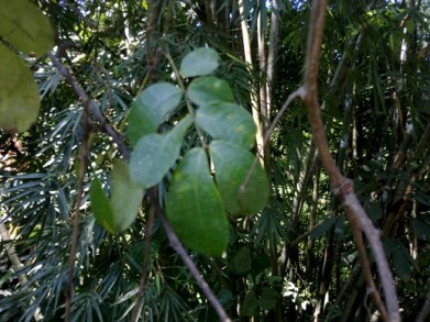 unusual plants, rainforest, rare plants, 