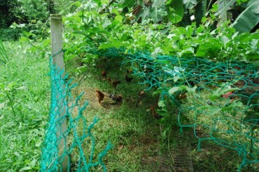 permaculture, free range chickens, sun shading, passion fruit, markisa, ramadan,