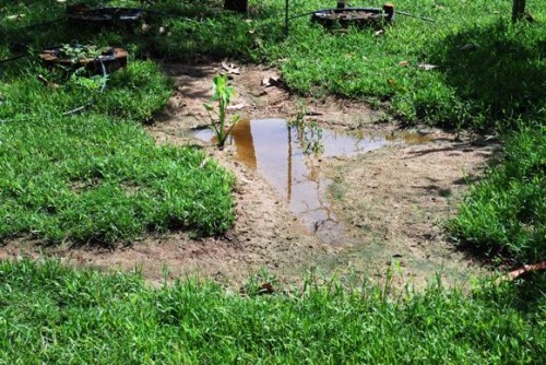 permaculture,napia grass,sustainable agriculture,organic farming,natural sun-shading,passion fruits,swales,earth drains,retention ponds