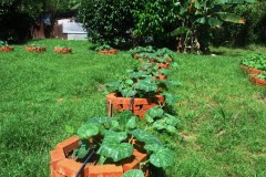 pumpkin plants on raised beds Web.JPG