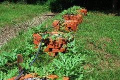 watermelon plants on raised beds Web.JPG