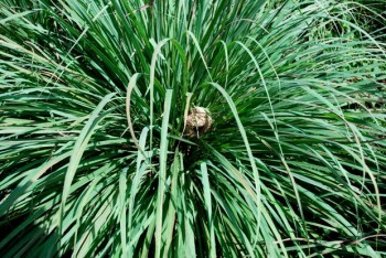 wild birds, crested lizard, red eggs, taming wild birds,