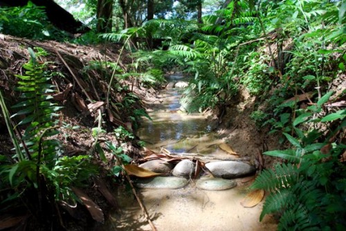 permaculture,napia grass,sustainable agriculture,organic farming,natural sun-shading,passion fruits,swales,earth drains,retention ponds