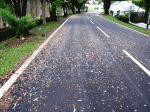 flowers on road.gif