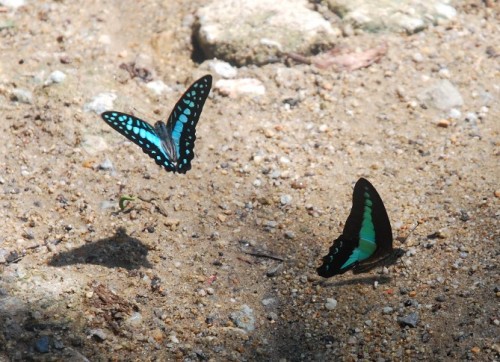 common jay pair Web.JPG