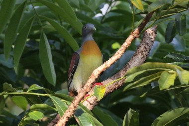 little green pigeon,treron olax