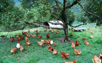 egg laying chickens, free range layers, free range eggs, organic eggs, grass fed eggs, grassfed chickens,