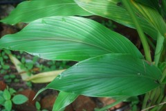 curcuma mangga leaf Web.JPG