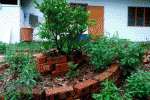 miracle berry bush.gif