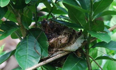 yellow vented bulbul,taming wild birds